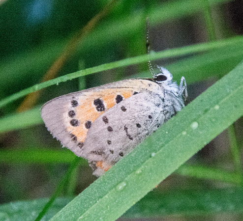 Butterfly with Dew