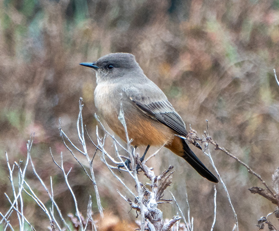 Say's Phoebe (Sayornis saya)