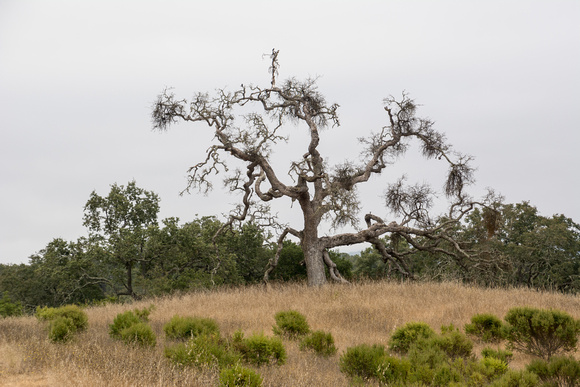 Valley Oak (Quercus lobata) with Birds