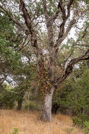 Aging Coast Live Oak (Quercus agrifolia) (Vertical View)