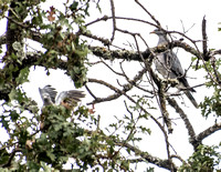 Band-tailed Pigeons (Patagioena fasciata) (Patagioena fasciata) in Valley Oak