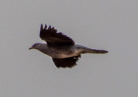 Band-tailed Pigeon (Patagioena fasciata) in Flight