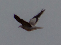 Band-tailed Pigeon (Patagioena fasciata) in Flight