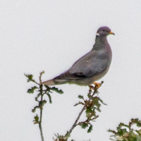 Band-tailed Pigeon (Patagioena fasciata) (Patagioena fasciata) in Valley Oak