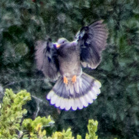 Band-tailed Pigeon (Patagioena fasciata), Landing (2)
