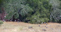 Twenty-five Band-tailed Pigeons (Patagioena fasciata) (Patagioena fasciata) in Flight