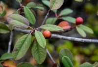 Pigeon Food? California Coffeeberry (Frangula californica ssp. californica)