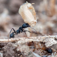 Single Combat at Ant Scale