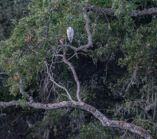 Great Egret (Ardea alba), Awakening