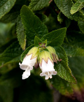 Pitcher Sage Flowers (Lepechinia calycina)