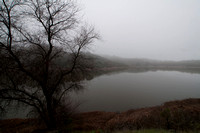 Searsville Lake, Foggy Morn (2)