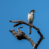 Western Scrub Jay (Aphelocoma californica) Rules the Roost