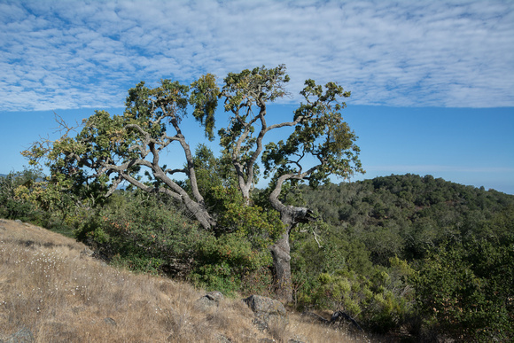 Valley Oak (Quercus lobata) with Toyon (Heteromeles arbutifolia)
