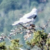 White-tailed Kite (Elanus leucurus) Devours California Vole (Microtus californicus) #1