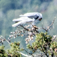 White-tailed Kite (Elanus leucurus) Devours California Vole (Microtus californicus) #2