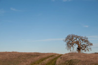 Lonely Oak and Road