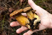 Jack-O-Lantern Mushroom (Omphalotus olivascens) in Hand