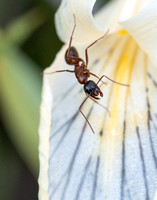 Conspicuous mandibles of Carpenter Ant (Camponotus sp.), with dewdrops