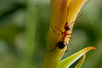 Field Ant (Formica moki) on white Iris, on Coal Mine Ridge