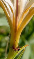 Field Ant (Formica moki) on white Iris