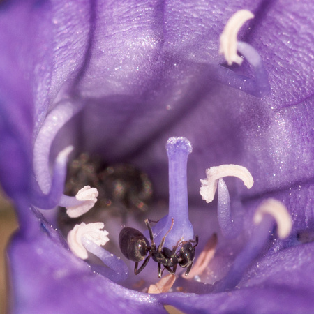 Banana Cream Pie Ant (Tapinoma sessile) in Blossom of Ithuriel's Spear (Tritelia laxa)