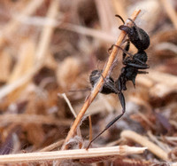 Harvester Ant (Messor andrei)