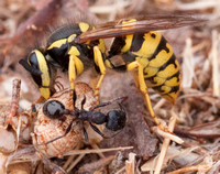 Yellowjacket and Harvester Ant (Messor andrei) Feed on Grasshopper Carcass