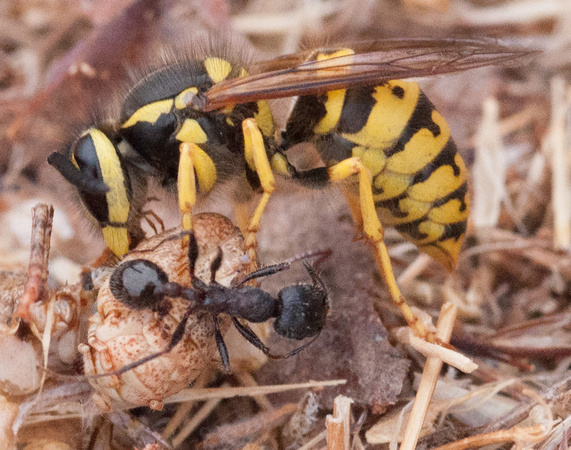 Yellowjacket and Harvester Ant (Messor andrei) Feed on Grasshopper Carcass