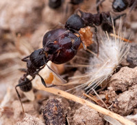 Messor andrei with Insect Head