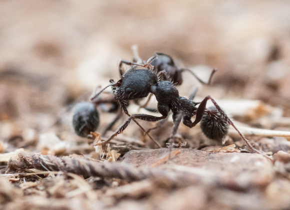 Single Combat from Ground Level