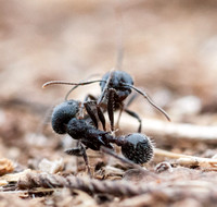 Single Combat from Ground Level