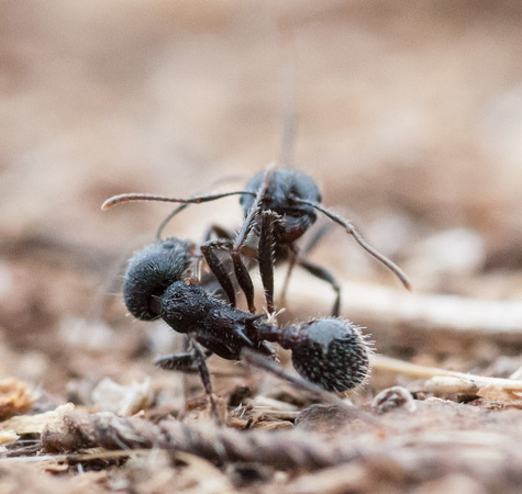 Single Combat from Ground Level