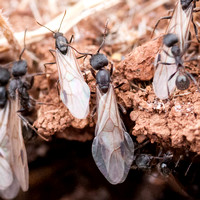 Male and Female Winged Harvester Ants (Messor andrei) Leave the Nest