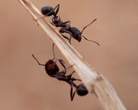 Two Ants on Grass Stem