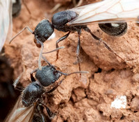 Winged Harvester Ants (Messor andrei)