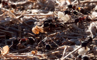 Messor Ants moving Pupae to a New Nest