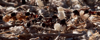 Messor Ants moving Pupae to a New Nest