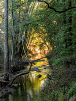 San Francisquito Creek (12/31/2014)