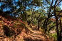 Autumn Trail