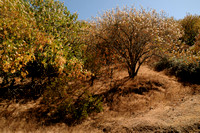 Golden Buckeye