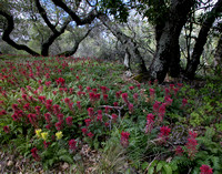 Indian Warrior Beneath Oaks