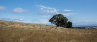 Lone Blue Oak (Quercus douglasii)