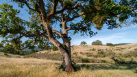 Spring is Here: Oak in Grasslands