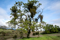 Mistletoe-covered Valley Oak (Quercus lobata)