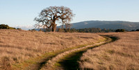 Lonely Oak & Winding Road