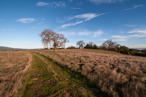 Lonely Oak and Road