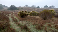 Coyote Brush in Fog (12/19/2022, 8:21 am)