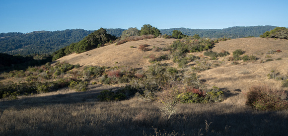 Chaparral and Grassland