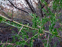 Chaparral Pea (Pickeringia montana var. montana)