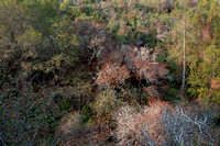 California Buckeye (Aesculus californica) below the Chaparral